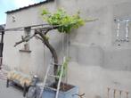 Te koop blauwe druivelaar met pot !!! (heeft ziek geweest) !, Overige soorten, 250 tot 400 cm, Zomer, Ophalen