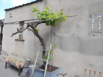 Te koop blauwe druivelaar met pot !!! (heeft ziek geweest) ! beschikbaar voor biedingen