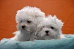 Mini Maltezer puppy, Dieren en Toebehoren, België, Maltezer, Reu, CDV (hondenziekte)