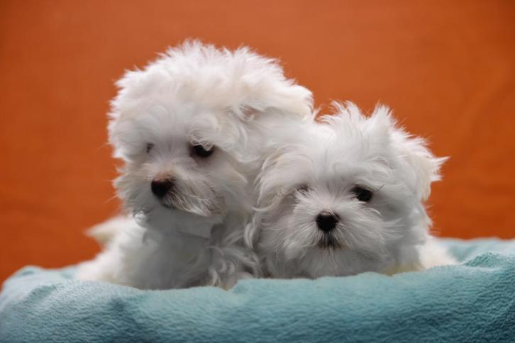 Mini Maltezer puppy, Dieren en Toebehoren, Honden | Chihuahua's en Gezelschapshonden, Reu, Maltezer, Fokker | Professioneel, Eén hond