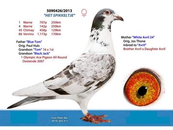 2jonge duifjes met pedigree, Plusieurs animaux, Pigeon voyageur