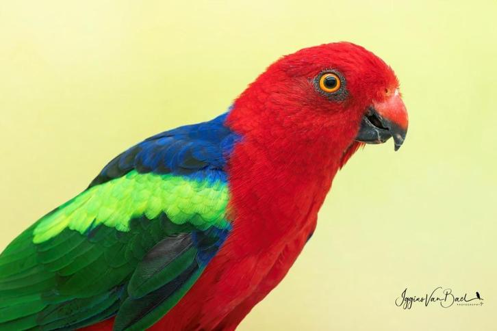 1-1 Groenvleugel koningsparkieten, Dieren en Toebehoren, Vogels | Parkieten en Papegaaien, Parkiet, Meerdere dieren, Geringd