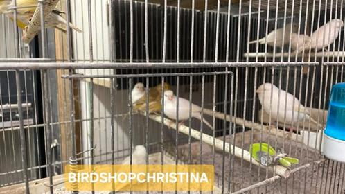 Witte Kanaries - Koppels - Winkel en Webshop, Dieren en Toebehoren, Vogels | Kanaries