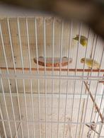 Forpussen, Dieren en Toebehoren, Vogels | Parkieten en Papegaaien