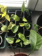 Epipremnum marble Queen (pothos), Huis en Inrichting