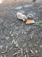 Varken, Dieren en Toebehoren