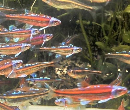Notropis chrosomus, rainbowshiners of regenboogelrits 2024, Dieren en Toebehoren, Vissen | Aquariumvissen