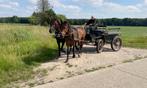 Recreatiepaard, Dieren en Toebehoren, Ophalen of Verzenden, Recreatie
