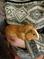 Cavia beertje, Dieren en Toebehoren, Knaagdieren, Mannelijk, Cavia, Tam