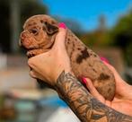Franse bulldog pups, Dieren en Toebehoren, België, Fokker | Hobbymatig, 8 tot 15 weken, CDV (hondenziekte)