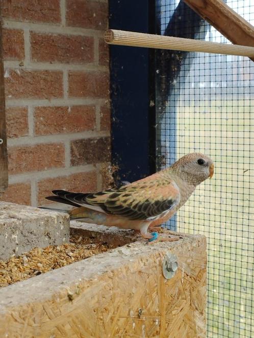 2 Jonge bourkes, Dieren en Toebehoren, Vogels | Parkieten en Papegaaien, Parkiet, Meerdere dieren