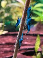 Blue velvet garnalen aquarium, Dieren en Toebehoren, Kreeft, Krab of Garnaal, Zoetwatervis, Schoolvis