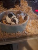 Kleurmuisjes, Dieren en Toebehoren, Knaagdieren, Augustus, Muis, Vrouwelijk, Tam