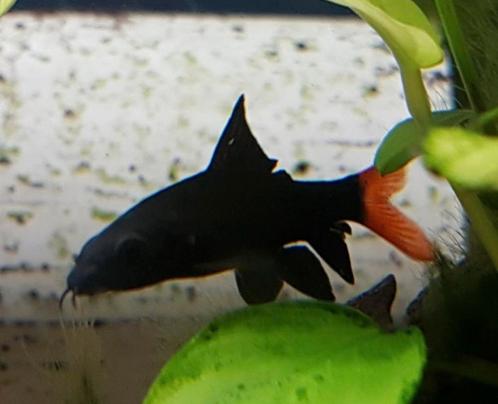 Vuurstaartlabeo, Dieren en Toebehoren, Vissen | Aquariumvissen, Vis