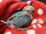 Roseicollie baby handtam, Dieren en Toebehoren