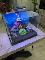 Aquarium, Enlèvement, Comme neuf