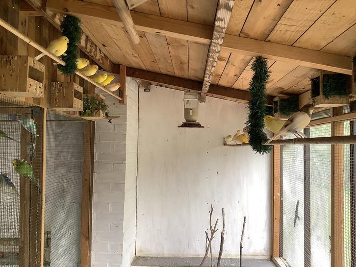 Kanaries, Dieren en Toebehoren, Vogels | Kanaries, Kleurkanarie, Meerdere dieren