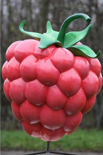 Rasberry Blue of Red 120 cm - braam - bramen beschikbaar voor biedingen