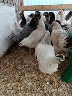 bleu de landes / sussex +- 2kg ideaal voor leg / vlees, Vrouwelijk, Kip