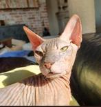 Don Sphynx meisje met Stamboom, Dieren en Toebehoren, Katten en Kittens | Raskatten | Korthaar, Poes, Gechipt, 3 tot 5 jaar