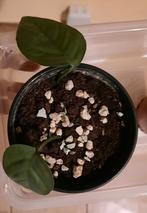 Epipremnum cebu blue stekje, Huis en Inrichting, Kamerplanten, Ophalen, Overige soorten, Halfschaduw, In pot
