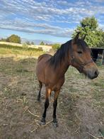 Lieve pony te koop, Dieren en Toebehoren, Pony's, Merrie, B pony (1.17m tot 1.27m), Recreatiepony, 3 tot 6 jaar