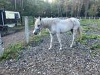 Volbloed arabier, Dieren en Toebehoren