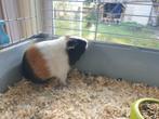 Cavia beer gladhaar, Dieren en Toebehoren, Knaagdieren, Augustus, Cavia