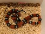 Lampropeltis polyzona nelsoni, Dieren en Toebehoren, Slang, Tam, 0 tot 2 jaar