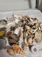 Hoeveelheid diverse schelpen, Verzamelen, Mineralen en Fossielen, Schelp(en), Ophalen of Verzenden