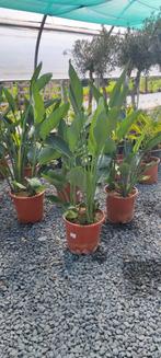 Strelitzia reginae paradijsvogelbloem, Tuin en Terras, Ophalen