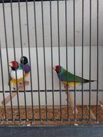 Animaux domestiques Goulds, Dieren en Toebehoren, Meerdere dieren, Tropenvogel