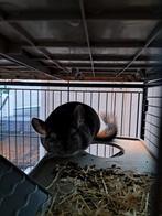 Chinchilla zoekt nieuwe thuis., Mai, Chinchilla
