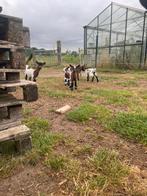 Bokjes, Dieren en Toebehoren, Schapen, Geiten en Varkens, Mannelijk, Geit, 0 tot 2 jaar