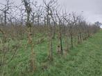 appelbomen te rooien voor brandhout. asse-ter-heide, Tuin en Terras, 6 m³ of meer, Ophalen, Overige houtsoorten, Stammen