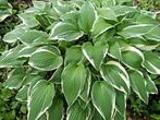 gratis: hosta's (groen met witte rand), Tuin en Terras, Ophalen, Vaste plant, Overige soorten, Halfschaduw