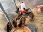 2 Barnevelder groothoen kuikens, goud dubbel gezoomd., Dieren en Toebehoren, Pluimvee, Geslacht onbekend, Kip