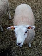Ooilammeren swifter en kruising, Dieren en Toebehoren, Vrouwelijk, Schaap, 0 tot 2 jaar
