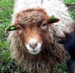 Bruinschimmel Ouessant dekram gezocht, Dieren en Toebehoren, Mannelijk, Schaap, 0 tot 2 jaar