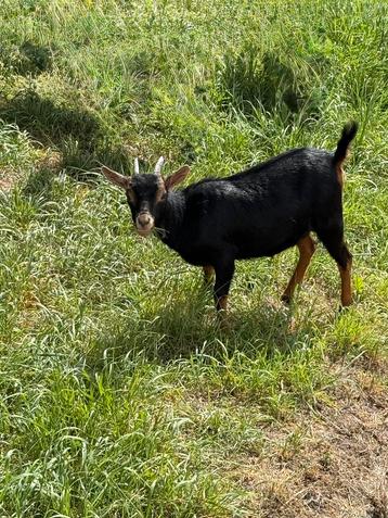 Black and tan geitje beschikbaar voor biedingen