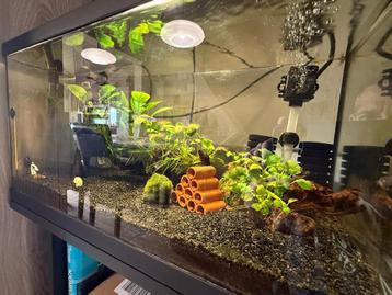 Prachtige Neocardinia garnalen aquarium met accessoires beschikbaar voor biedingen