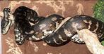 Tapijt python, Dieren en Toebehoren, Slang, Met terrarium