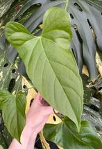 Anthurium Balaoanum, Huis en Inrichting, Kamerplanten, Ophalen of Verzenden