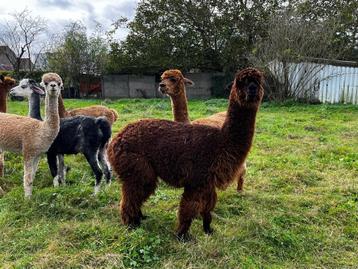 donkerbruine alpaca merrie Yentl beschikbaar voor biedingen