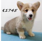 Chiots Welsh Corgi à vendre, Animaux & Accessoires, Chiens | Bergers & Bouviers, 15 semaines à 1 an, Parvovirose, Autres races