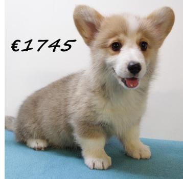 Welsh Corgi pups te koop beschikbaar voor biedingen