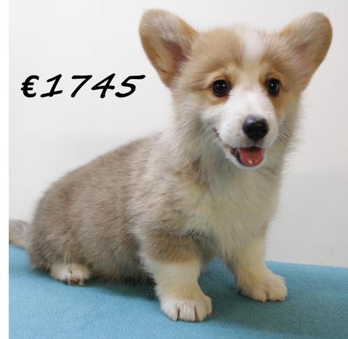 Welsh Corgi pups te koop, Dieren en Toebehoren, Honden | Herdershonden en Veedrijvers, Meerdere dieren, Overige rassen, Handelaar
