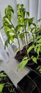 Tomaten planten verschillende rassen, Jardin & Terrasse, Plantes | Jardin, Enlèvement ou Envoi