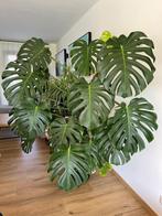 Impressive Monstera Deliciosa + pot – 1.8 Meters Tall, Tuin en Terras, Planten | Tuinplanten, Ophalen, Eenjarig, Bloeit niet, Halfschaduw