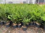 Taxus Baccata, Ophalen of Verzenden, Taxus, Struik